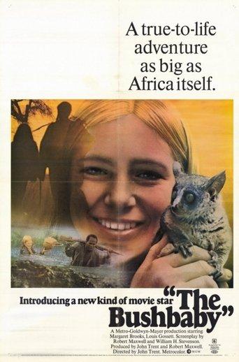 The Bushbaby image