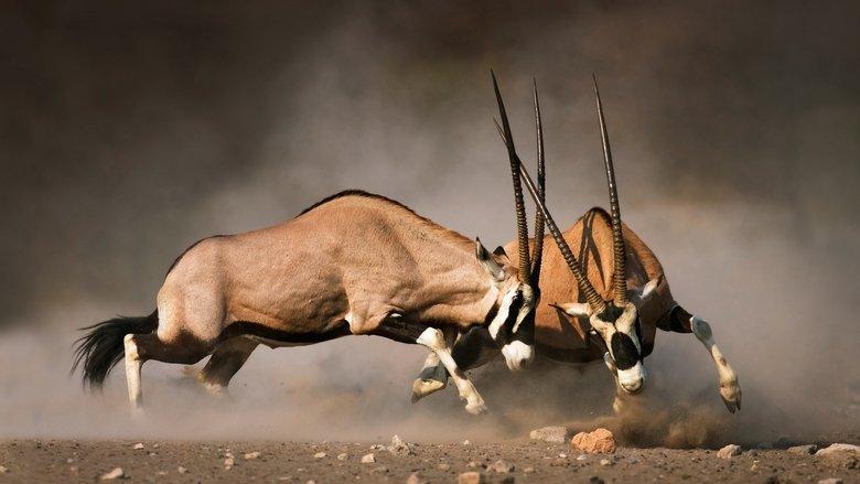 Animal Fight Night image