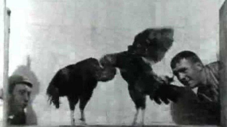 Cock Fight, No. 2 image