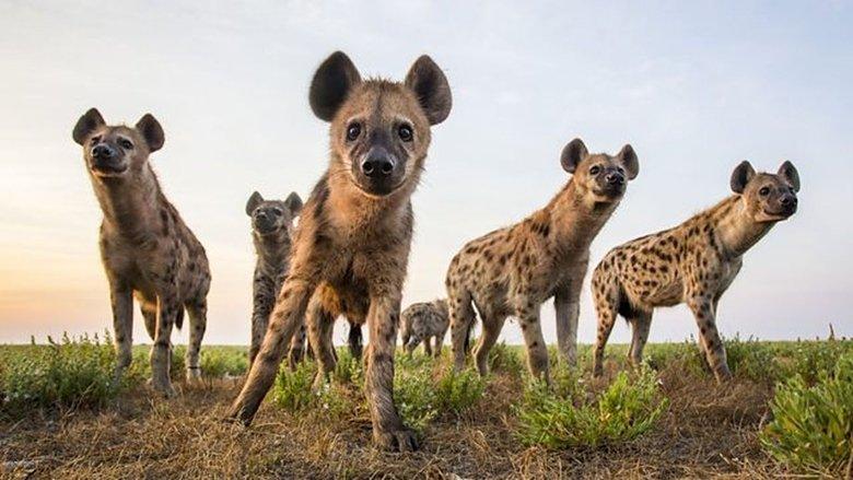 World's Sneakiest Animals image