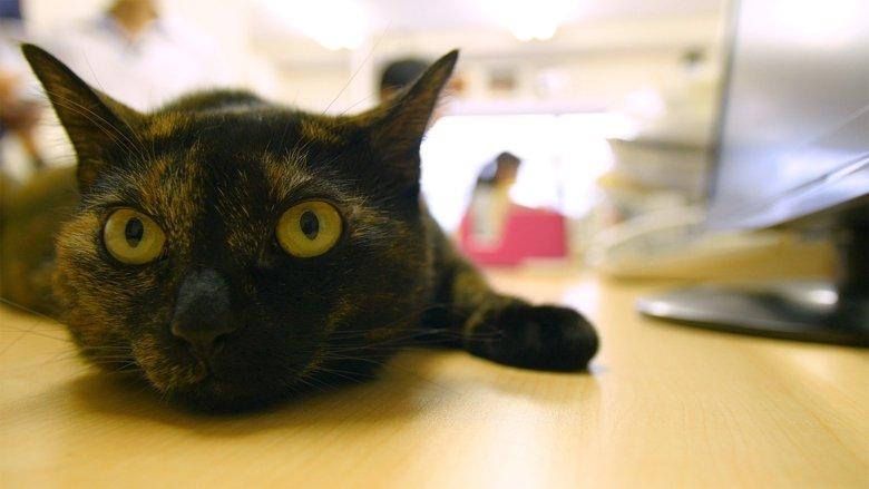 Cat Nation image