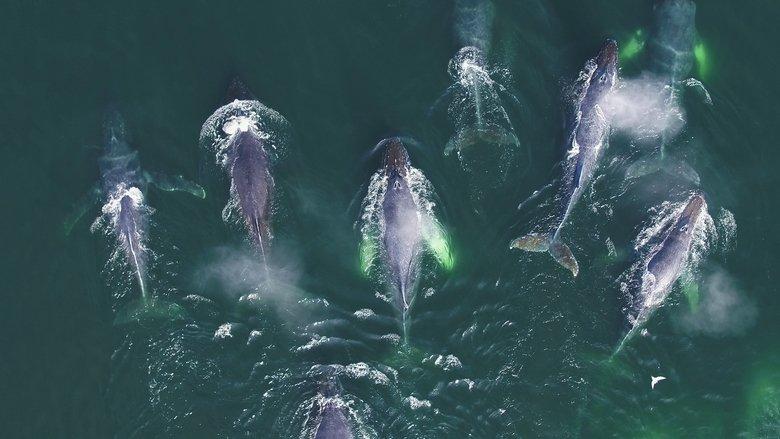 Genius Sea Hunters image