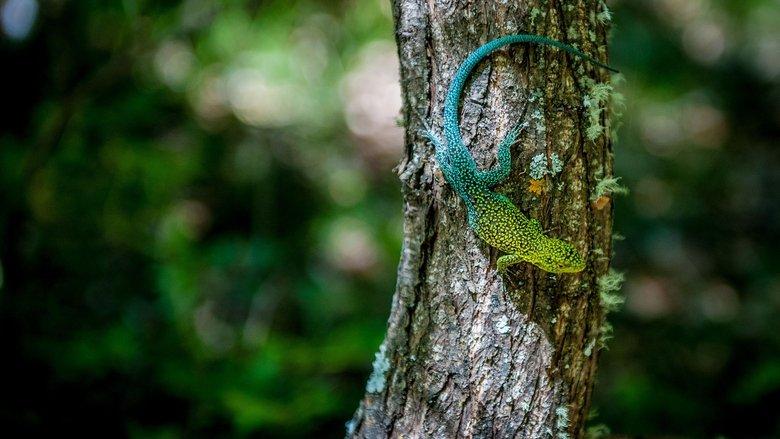 Wild Chile image