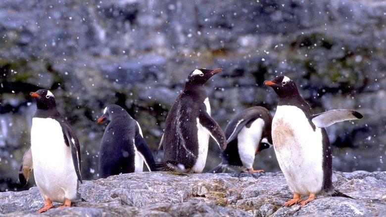 The Penguin Counters image