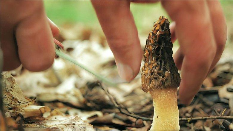 Now, Forager image