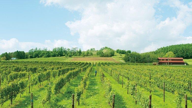 A Drop of the Grapevine image