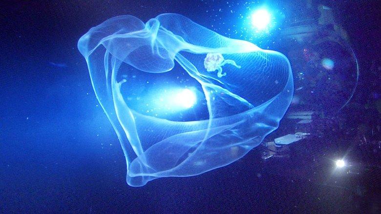 Aliens of the Deep image