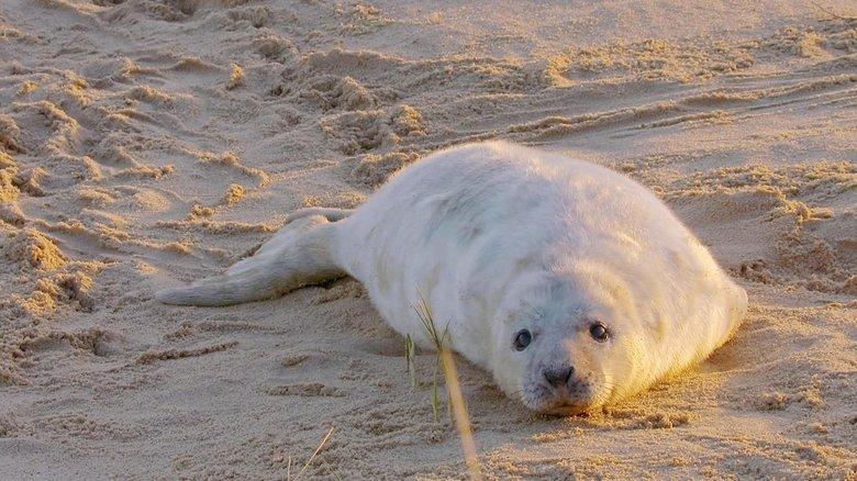 The Wonderful World of Baby Animals image