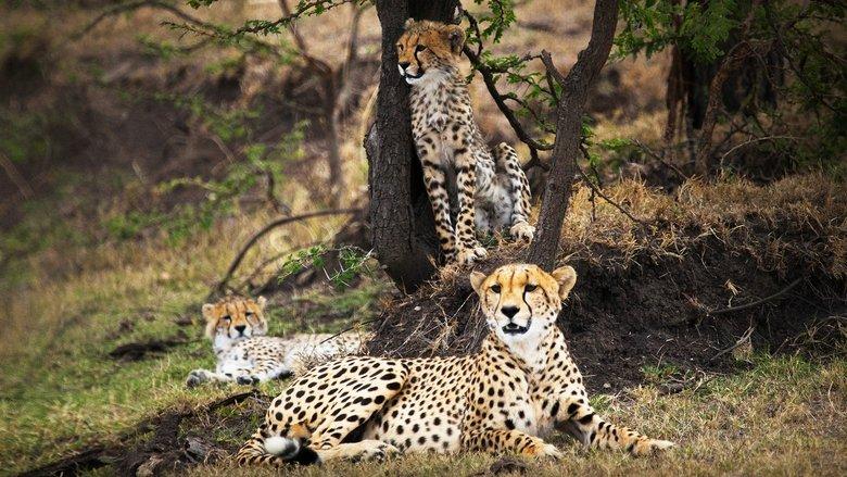 Man Among Cheetahs image