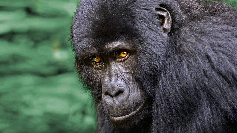 Wild Uganda image