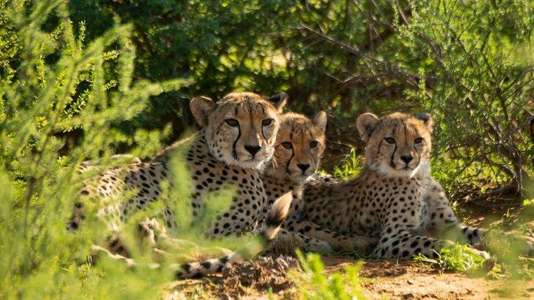 Cheetah Family & Me image