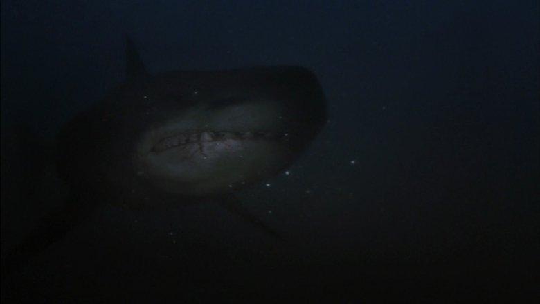 Shark Hunter image