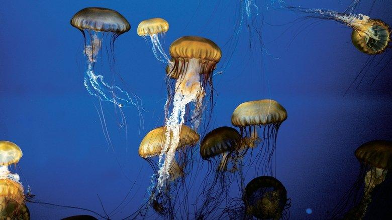 The Living Sea image
