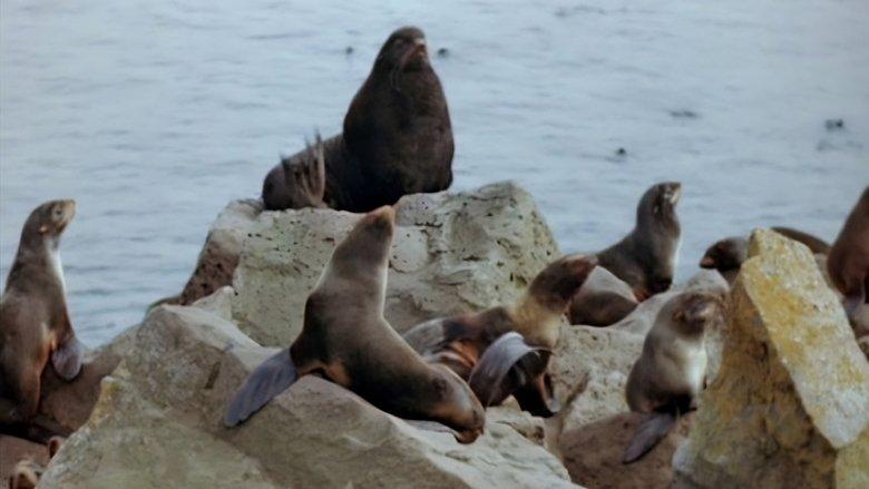 Seal Island image