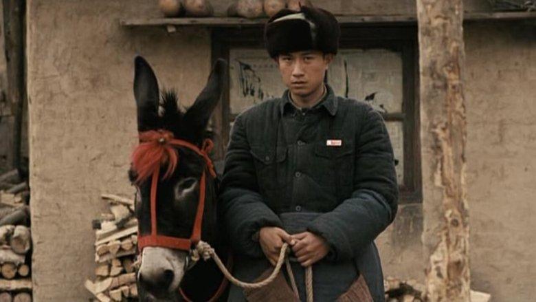 A Tale of Two Donkeys image