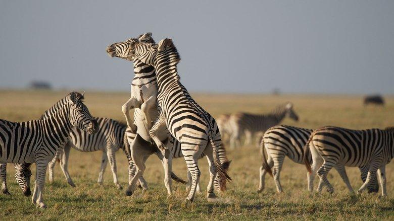 Nature: Great Zebra Exodus image