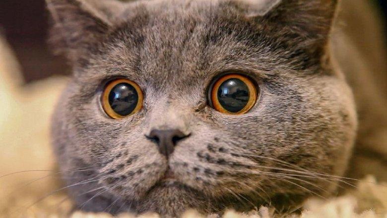 The Cat: A Cuddly Killer image
