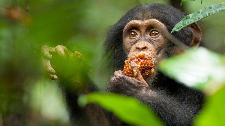 Chimpanzee image