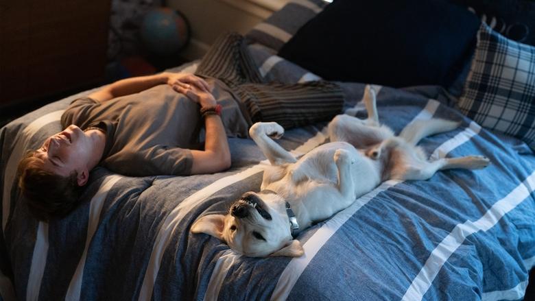 Dog Gone image