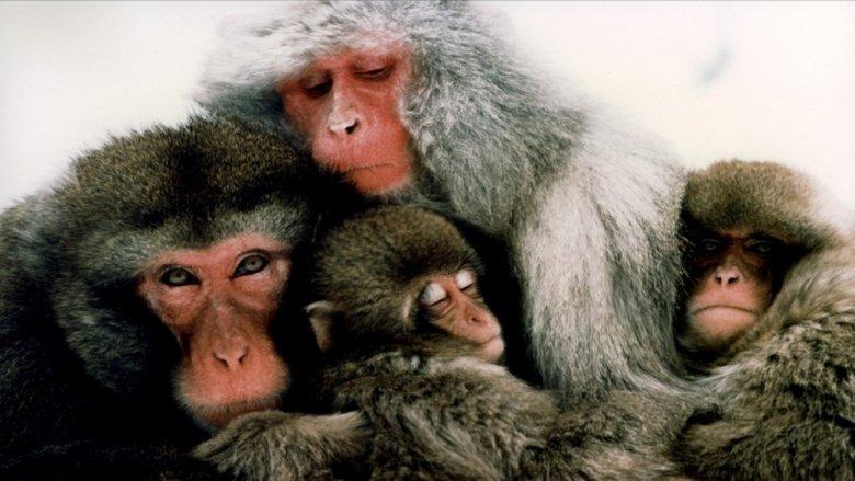 The Monkey Folk image
