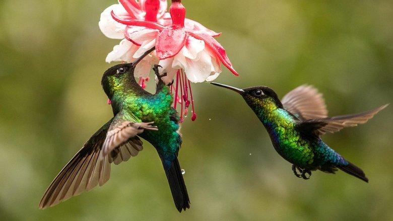 The Hummingbird Effect image