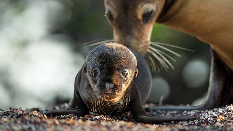 Sea Lions of the Galapagos image