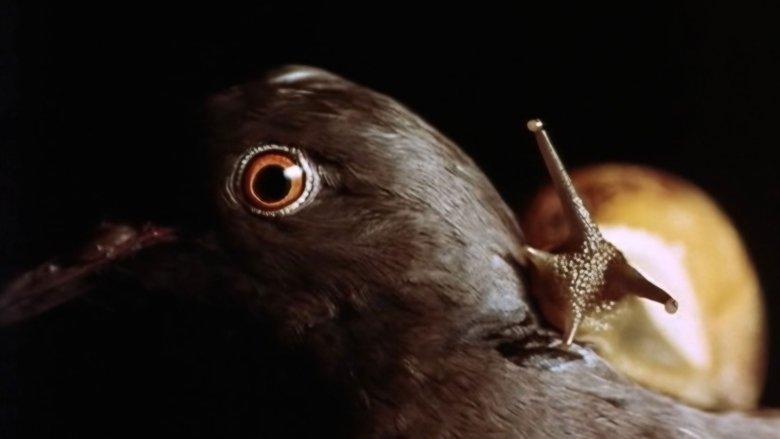 Anguish image
