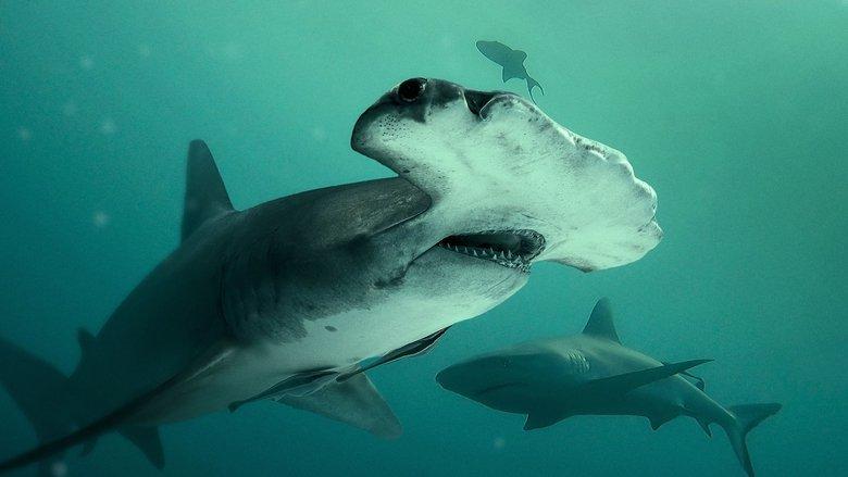 Bull Shark vs. Hammerhead image