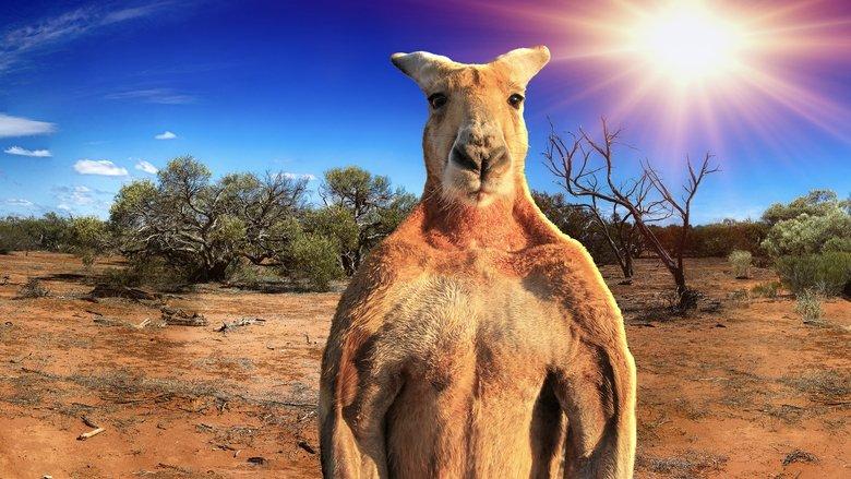 The Kangaroo King image