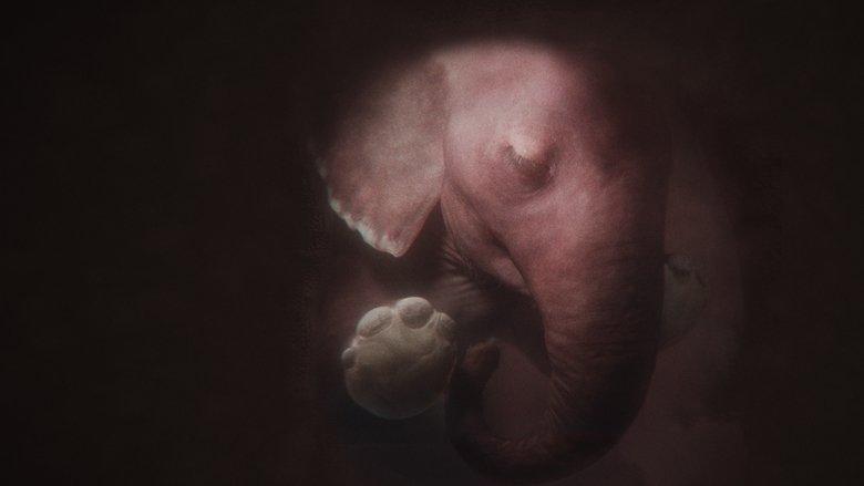 In the Womb: Animal Babies image