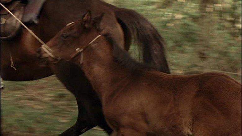 The Colt image