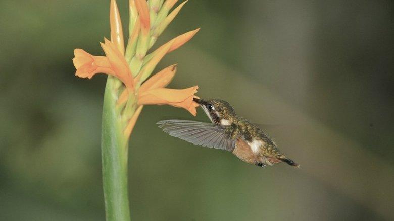Hummingbirds: Jewelled Messengers image