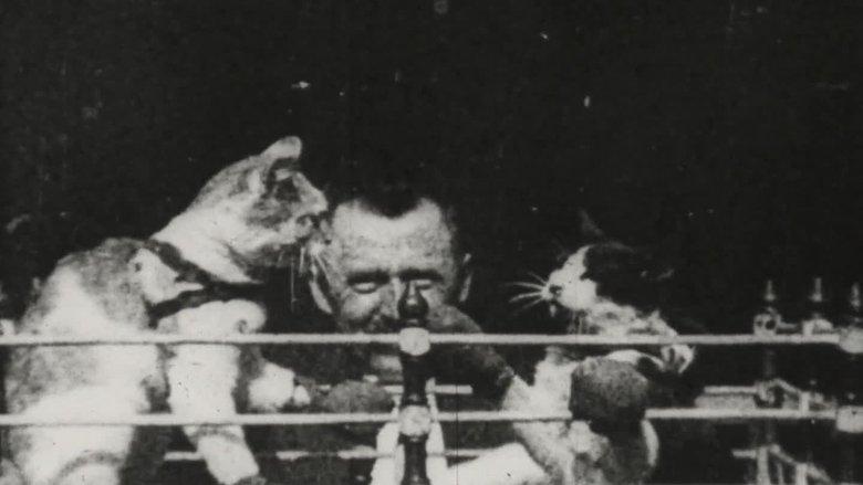 The Boxing Cats image