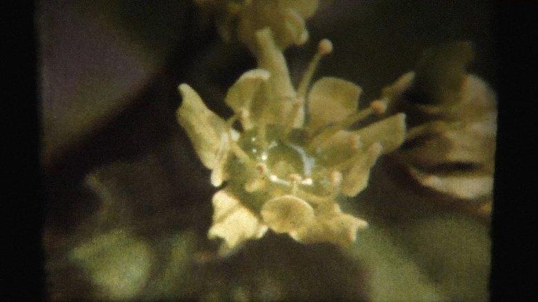 Adagio image
