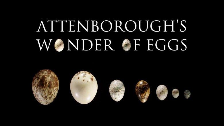 Attenborough's Wonder of Eggs image