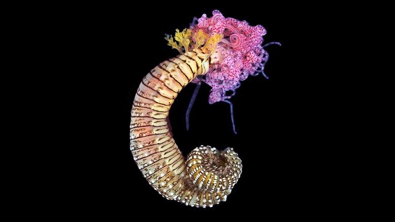 Reef Live image