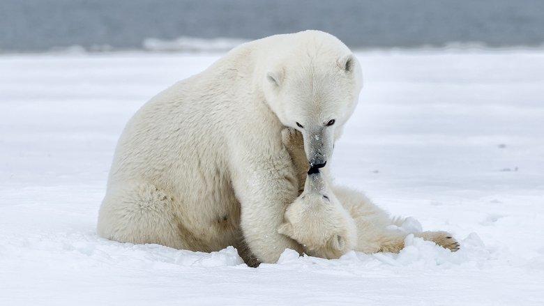 Polar Bear Week with Nigel Marven image