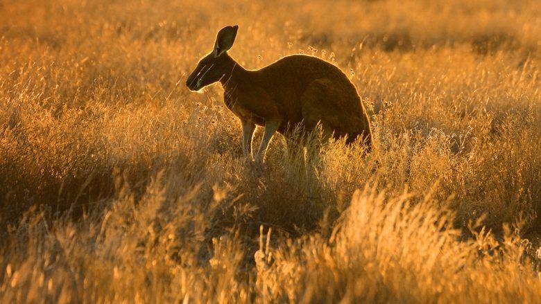 Wild Australia image