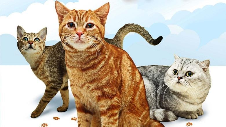 Cats 101 image