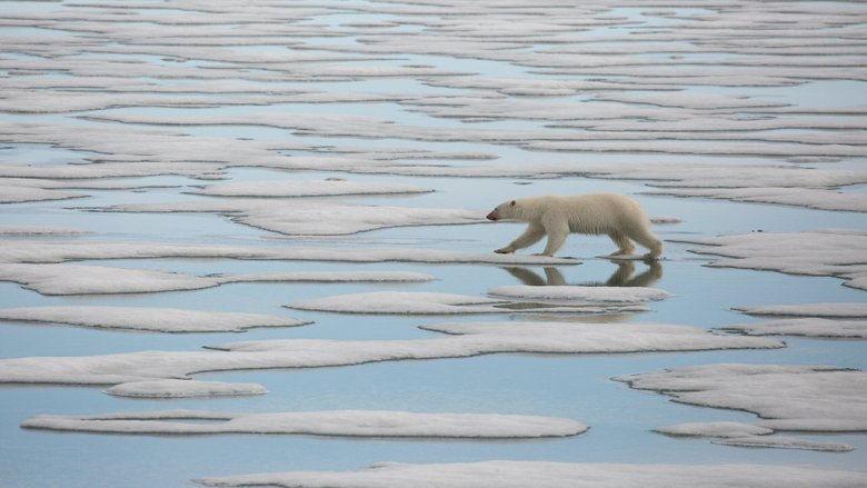 National Geographic : Le Royaume de l'ours polaire image