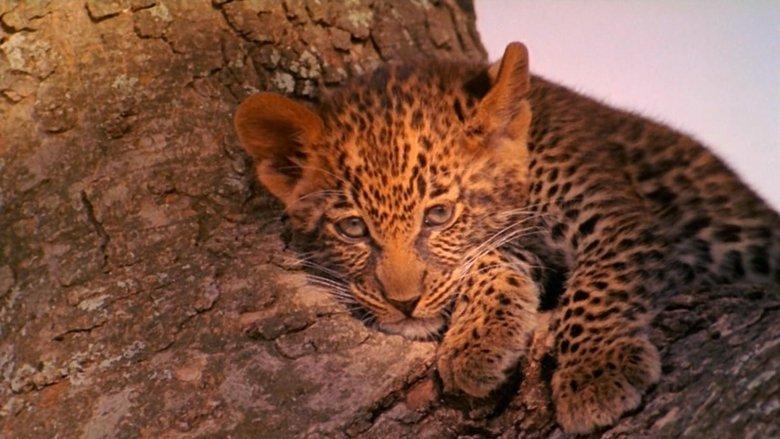 The Leopard Son image