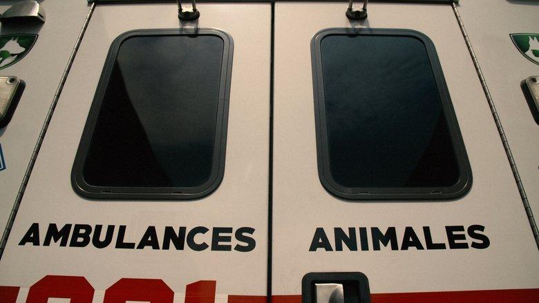 Ambulances animales image