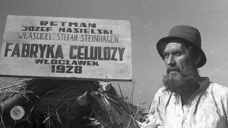 Cellulose image