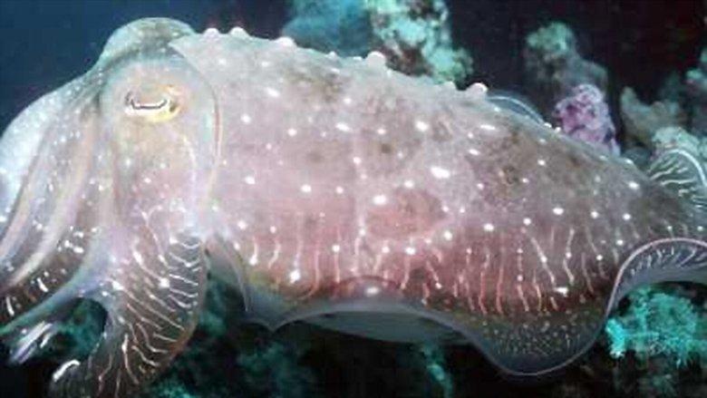 World's Weirdest Animal Faces image