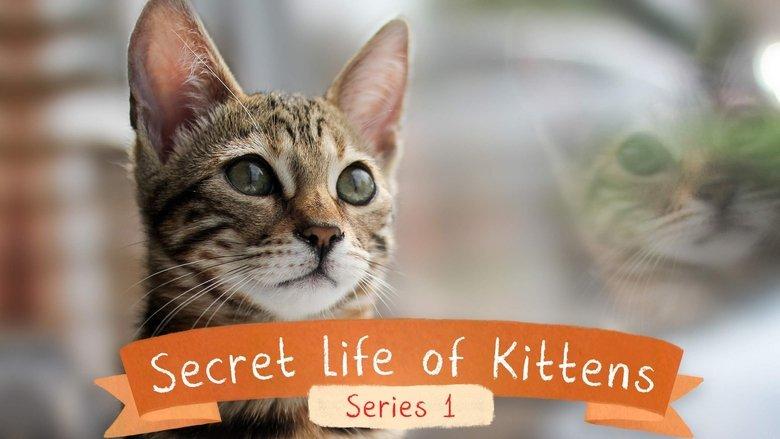 The Secret Life of Kittens image