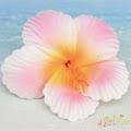 Rose profile photo