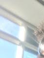 Alisha profile photo