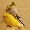 humaira profile photo