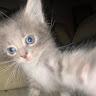 briar profile photo