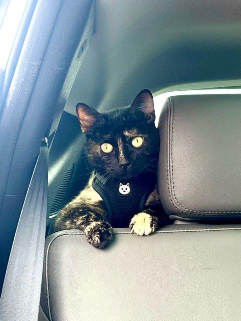 LeeLeeBugg profile photo